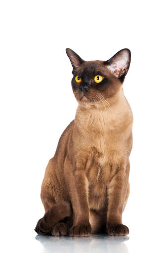 Un beau chat birman chocolat avec des yeux lden Go