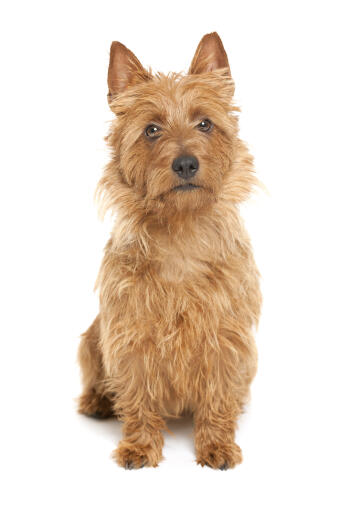 Un terrier australien au beau pelage ébouriffé regardant curieusement l'appareil photo