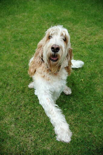 Un grand basset griffon vendéen heureux couché sur l'herbe