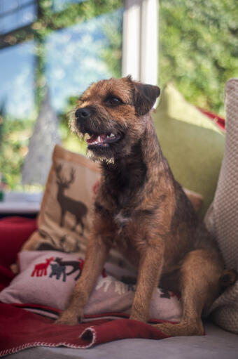 Un beau petit border terrier assis tranquillement sur le canapé