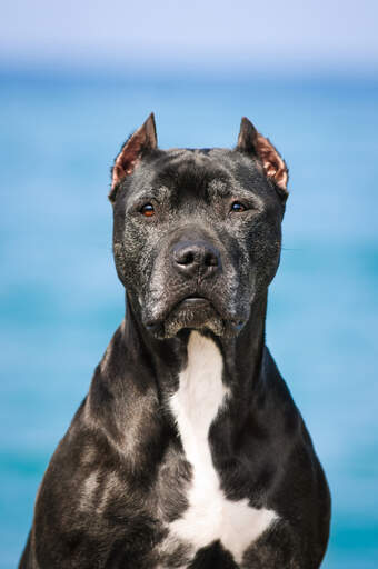 Gros plan sur les belles oreilles pointues d'un bull terrier noir