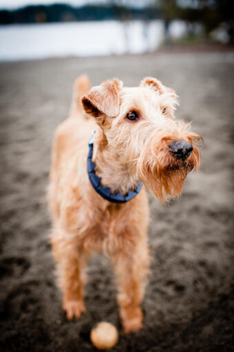 Gros plan sur le beau pelage et la barbe d'un irish terrier.