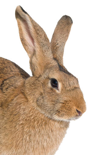 Un gros plan sur les merveilleuses grandes oreilles d'un lièvre belge