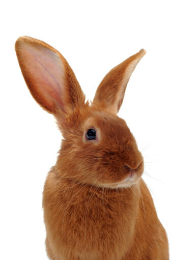 Les incroyables grandes oreilles d'un lapin fauve de bourGogne