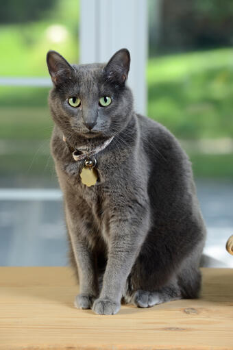 Un joli korat avec un manteau gris pelucheux