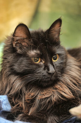 Close up of chantilly cat lying down