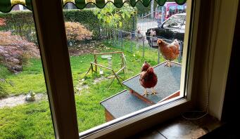 Poulets sur leur poulailler en bois regardant dans la maison