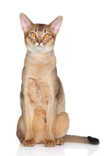 Un chat abyssinien aux grandes oreilles et aux yeux clairs Go