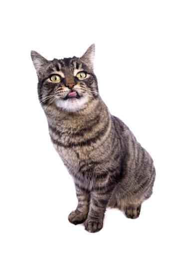 Un chat manx effronté tirant la langue