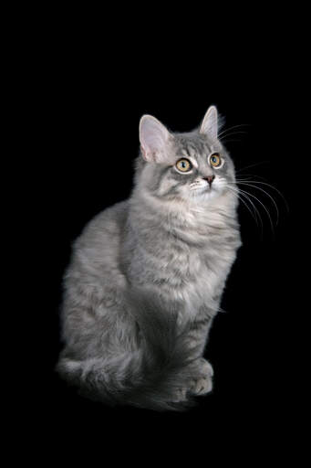 Un fier ragamuffin tabby gris