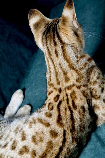 Le magnifique pelage d'un chat de la savane