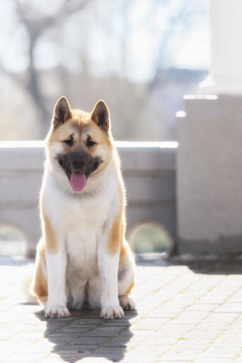 Un bel akita adulte assis sur le patio