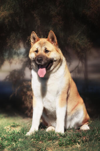 Un bel akita avec une épaisse fourrure duveteuse