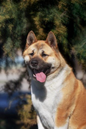 Un akita ressemblant à un renard avec une grande langue rose