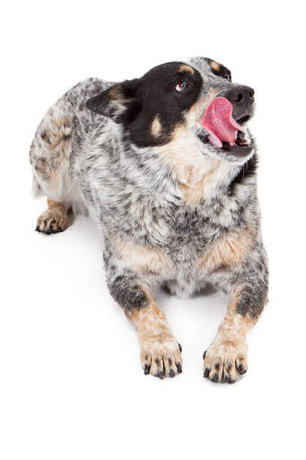 Un chien de berger australien heureux qui se lèche les babines