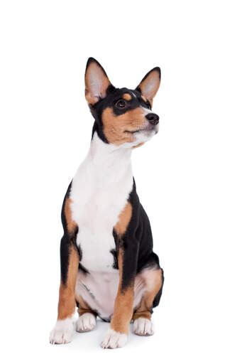 Un chiot basenji noir, blanc et brun, montrant ses grandes oreilles typiques.