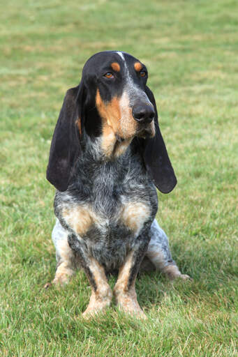 Un beau basset bleu de gascogne avec une belle robe tachetée