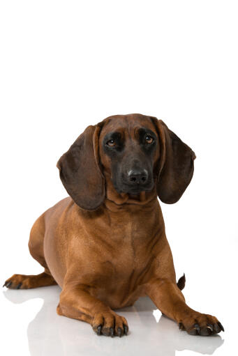 Un chien de montagne bavarois couché montrant ses belles oreilles