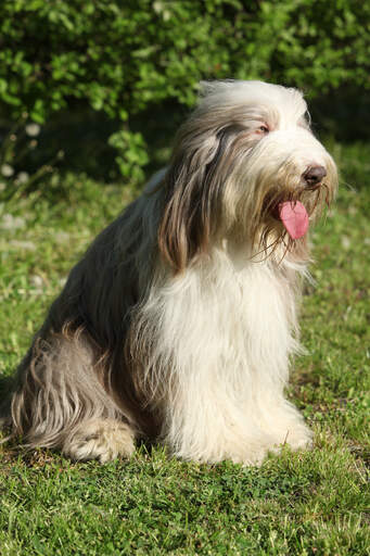 Un beau colley barbu adulte, assis proprement, au repos