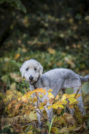 Un beau petit bedlington terrier jouant dehors