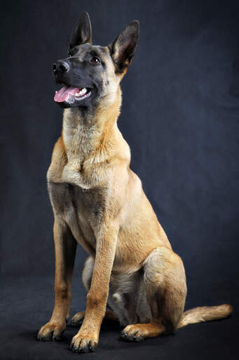 Un malinois belge adulte, mâle, assis en beauté