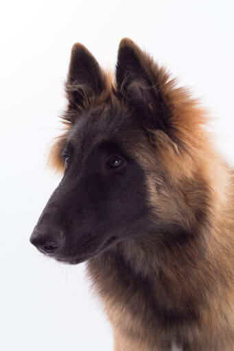 Gros plan sur les oreilles pointues d'un tervuren belge