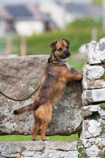 Un merveilleux border terrier, s'étirant en hauteur sur les rochers