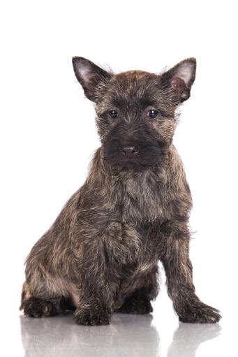 Un jeune chiot cairn terrier à poil court et nerveux