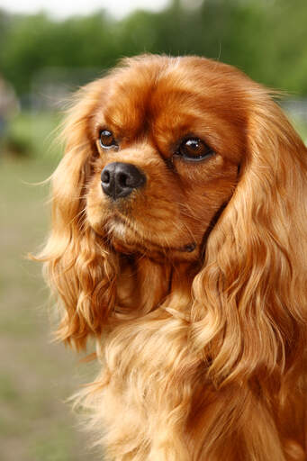 Gros plan sur les belles oreilles longues et douces d'un épagneul cavalier king charles