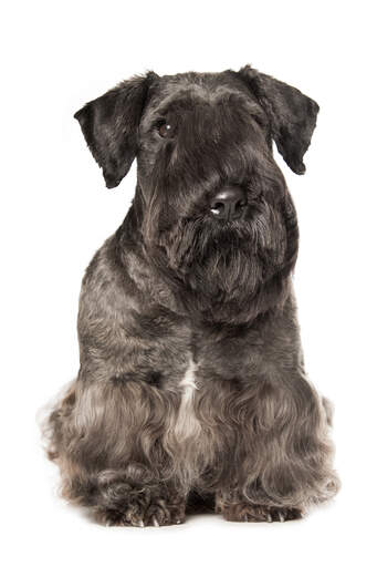 Un cesky terrier avec de merveilleuses oreilles pointues et une longue frange