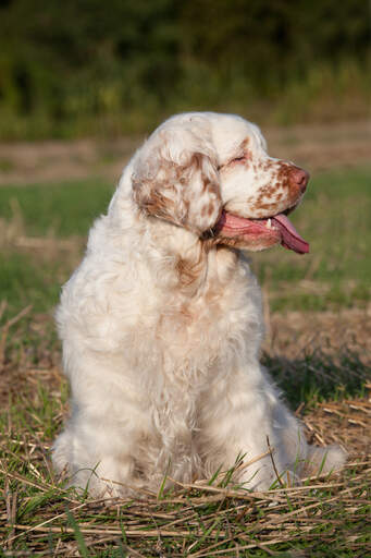 Chien clumber spaniel online
