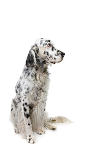 Un setter anglais mature avec une belle et longue fourrure noire et blanche