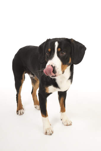 Un chien de montagne entlebucher montrant ses belles grandes jambes