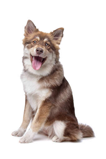 Un lapphund finlandais brun et blanc assis patiemment, attendant un ordre