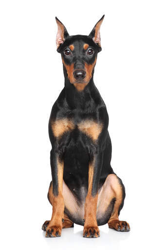 Un beau jeune pinscher allemand avide de jeu