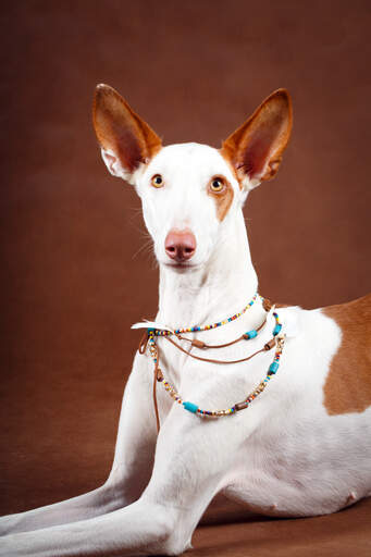 Un joli chien de chasse ibizan avec de belles grandes oreilles et une tête pointue Un joli chien de chasse ibizan avec de belles grandes oreilles et une tête pointue