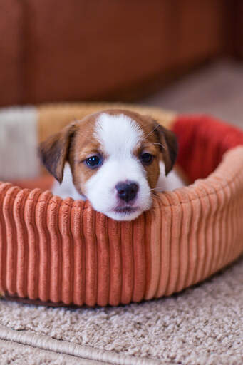 Un merveilleux petit chiot jack russell terrier, se reposant dans son lit