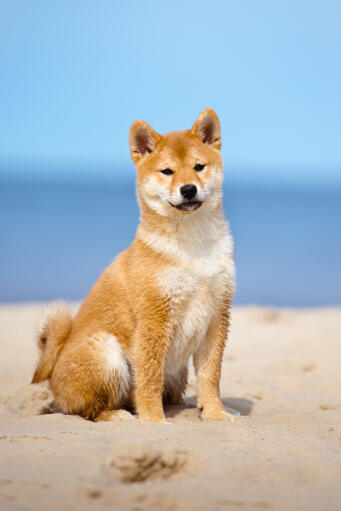 Un shiba inu japonais avec de belles grandes oreilles assis sur la plage