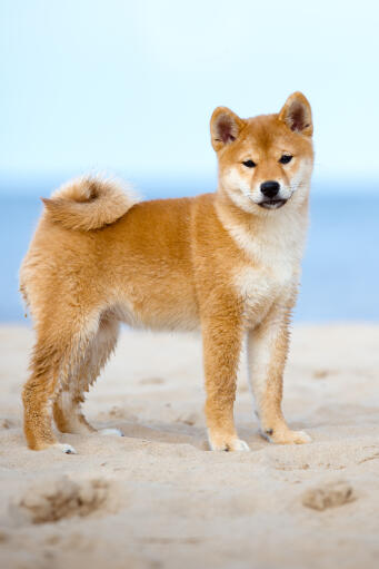 Un jeune shiba inu japonais en pleine croissance montrant sa magnifique queue touffue