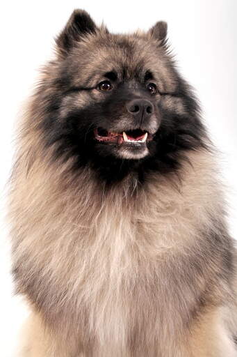 Un gros plan sur le beau pelage épais du keeshond avec de jolis motifs de couleur