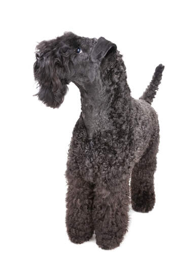 Un kerry blue terrier au poil bien soigné et aux boucles serrées