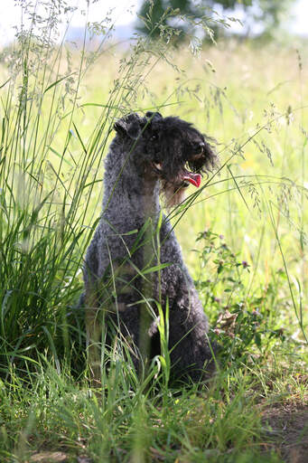 Un kerry blue terrier adulte en bonne santé assis dans l'herbe longue