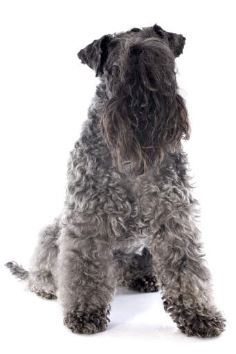 Un kerry blue terrier adulte montrant sa belle et longue barbe et sa frange