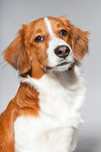 Un gros plan du visage incroyablement sévère d'un kooikerhondje