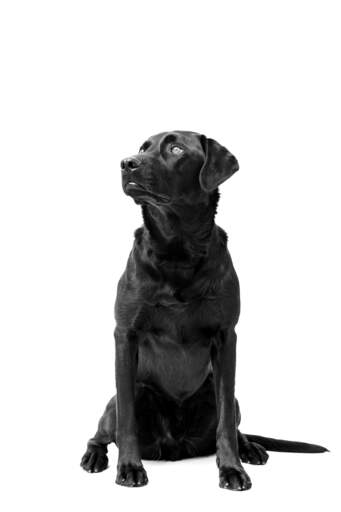 Un beau labrador noir, bien assis, montrant son pelage épais et sain.