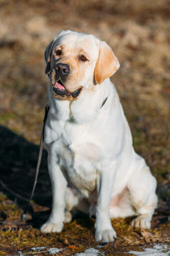 Un beau labrador blanc, assis gentiment, attendant un peu d'attention.