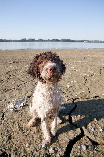 A wet laGotto romagnolo impatient de jouer