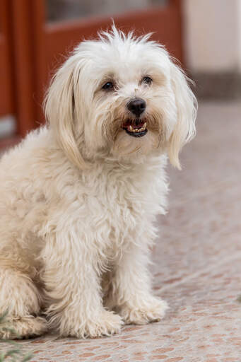 Un beau petit bichon maltais avec une belle fourrure blanche et douce.