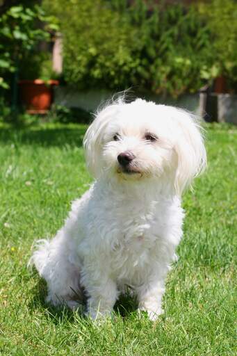 Un bichon maltais adulte assis sur l'herbe, attendant un ordre de son propriétaire