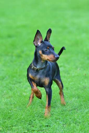 Un GorGeous miniature pinscher prêt pour un jeu